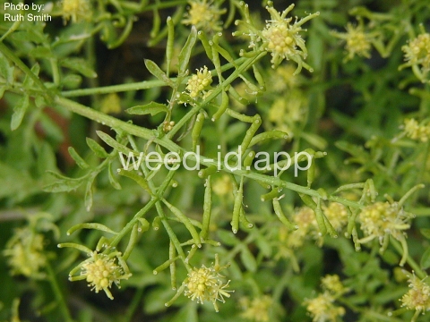 yellowcress, western